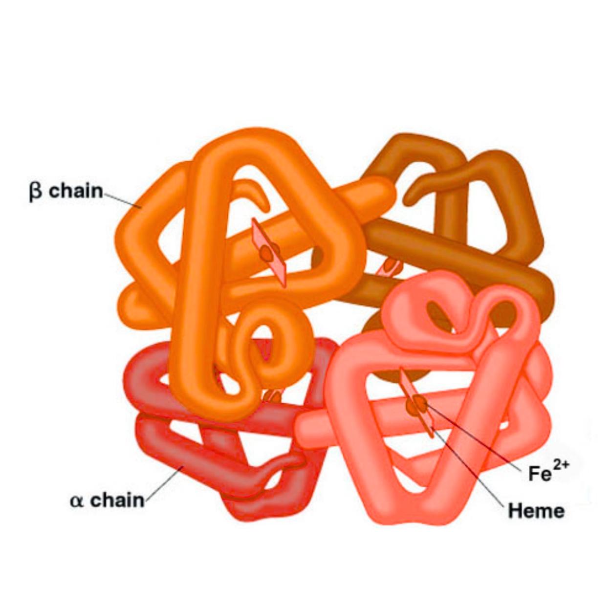 Image define hemoglobin
