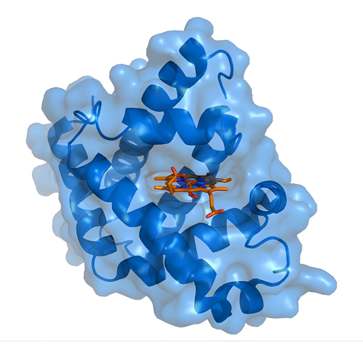 Image define Myoglobin